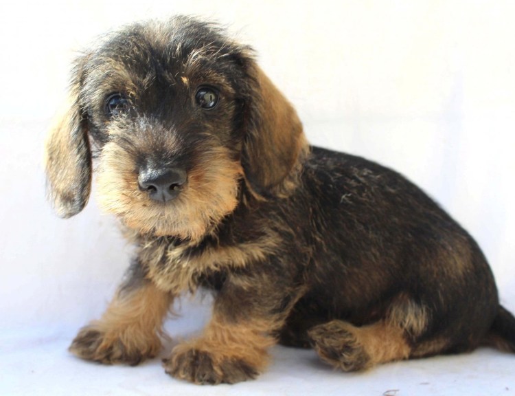 Такса кроличья жесткошерстная