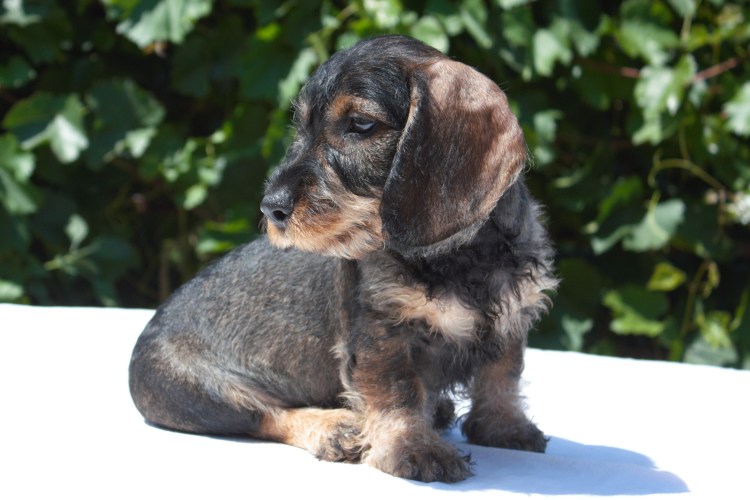 Такса карликовая жесткошерстная