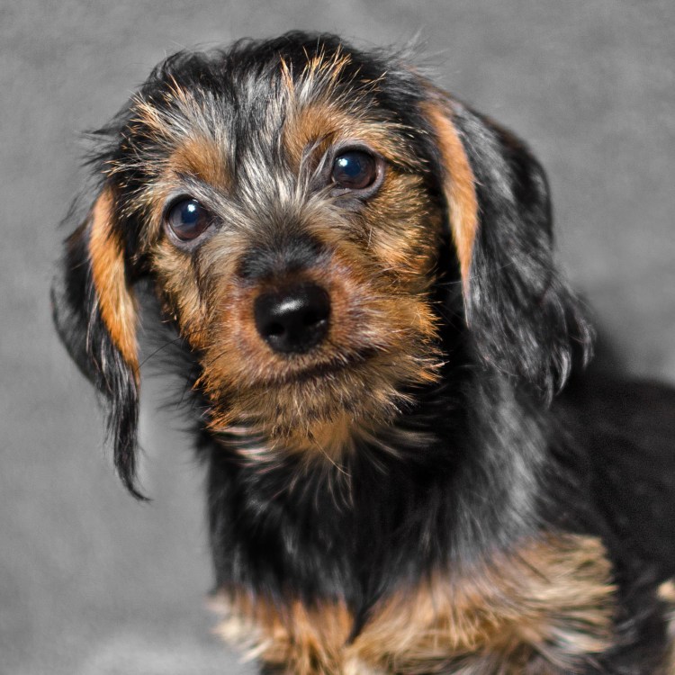 Жесткошерстная такса