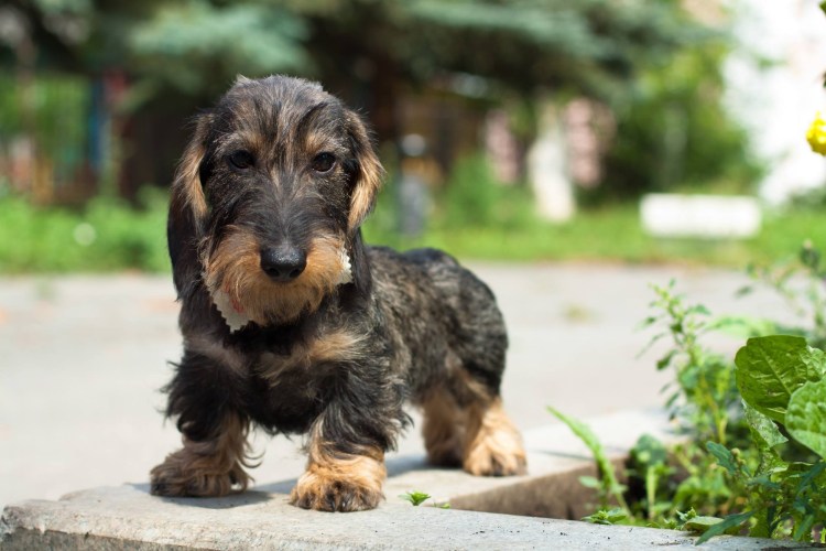 Такса кроличья жесткошерстная карликовая