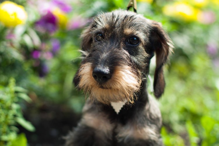 Жесткошерстная такса