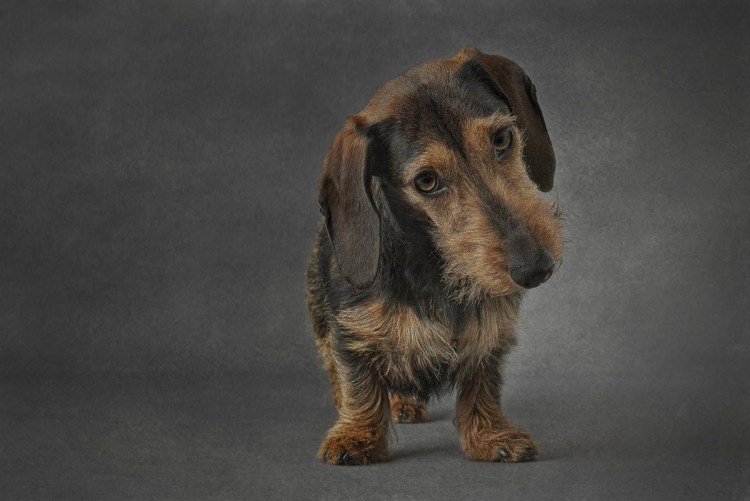 Такса кроличья жесткошерстная