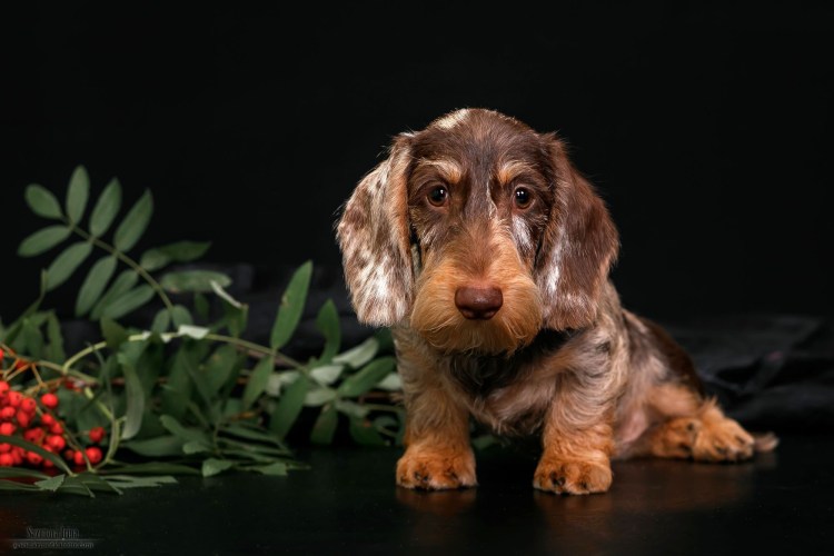 Такса собака жесткошерстный