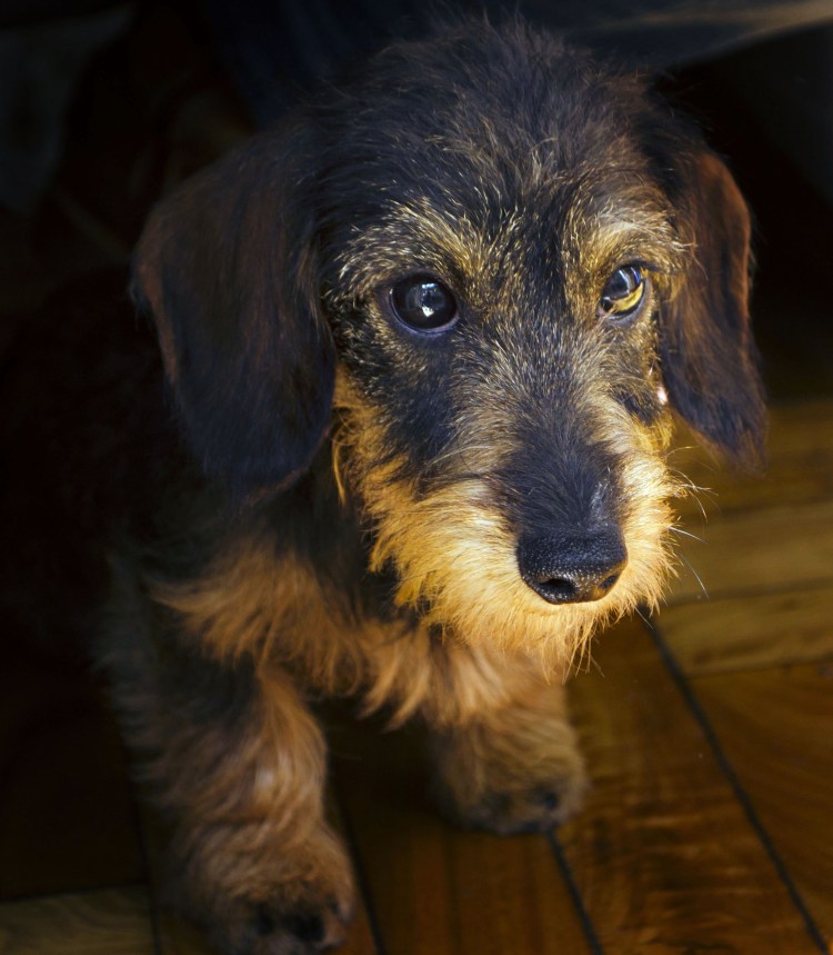 Такса рыжая кроличья