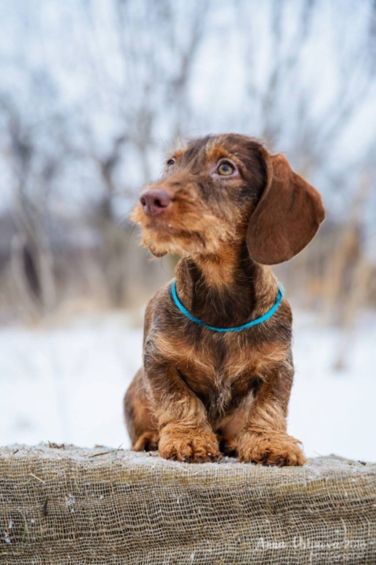 Такса карликовая жесткошерстная