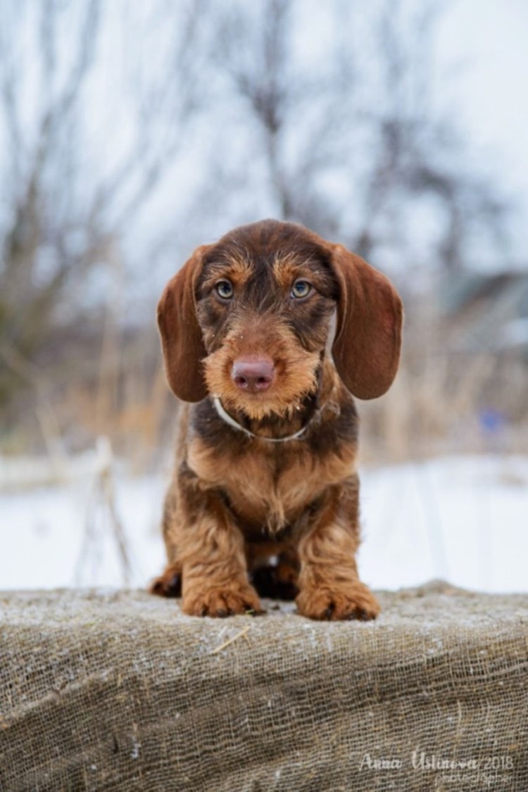 Такса кроличья жесткошерстная