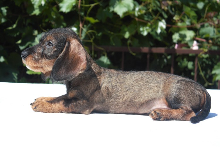 Жесткошерстная такса