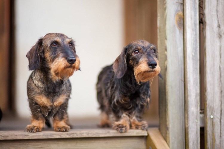 Такса длинношерстная жесткошерстная