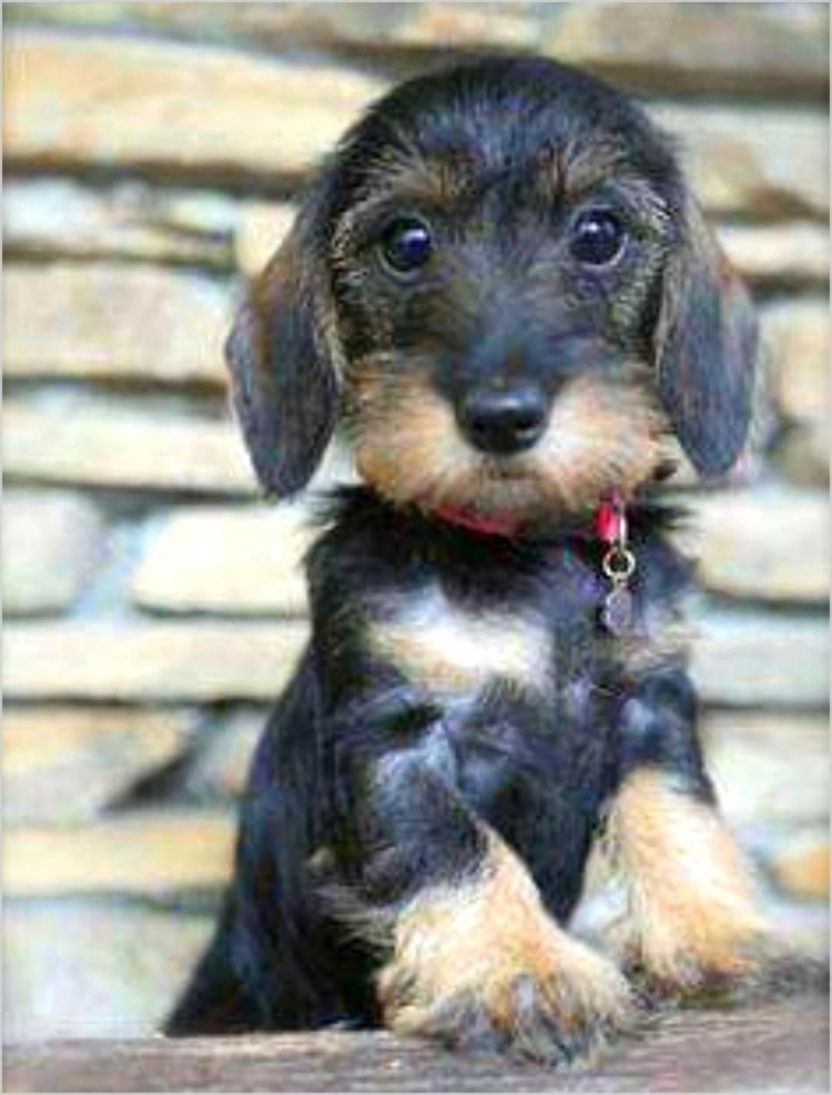 Такса карликовая жесткошерстная