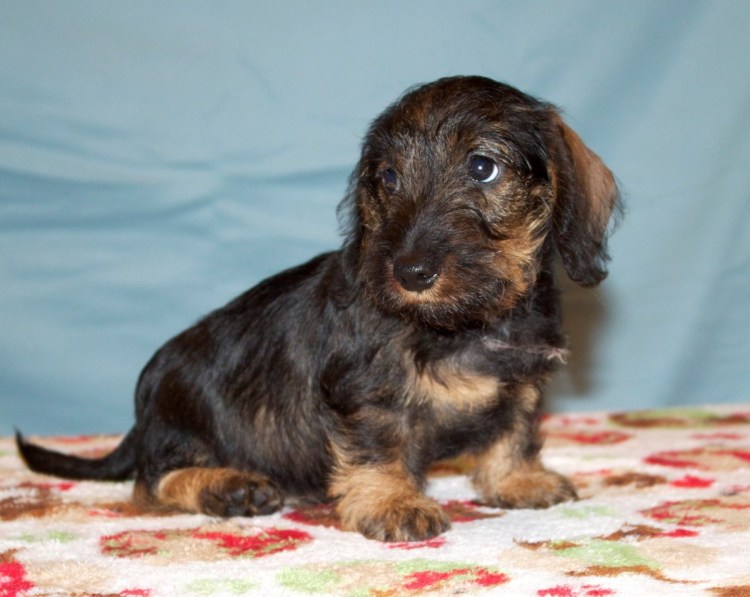 Жесткошерстная такса