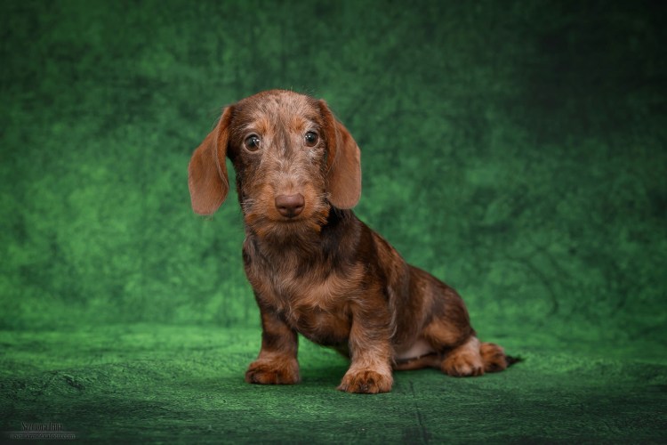 Такса кроличья жесткошерстная