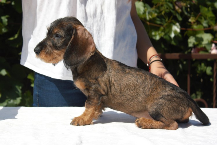 Такса кроличья жесткошерстная