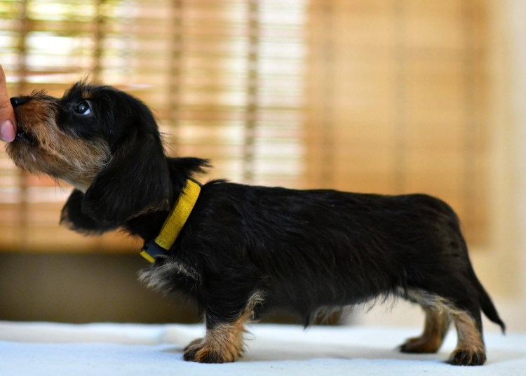 Такса длинношерстная жесткошерстная