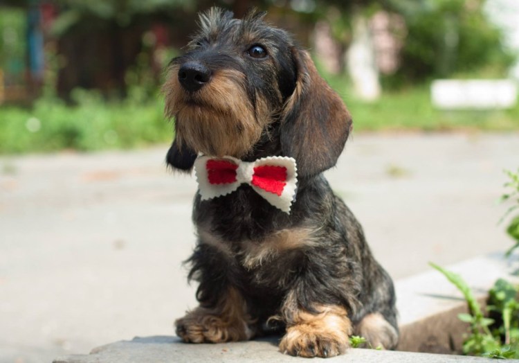 Жесткошерстная такса