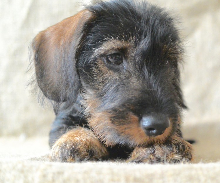 Такса кроличья жесткошерстная