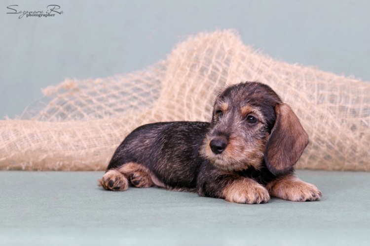 Rauhaardackel фото