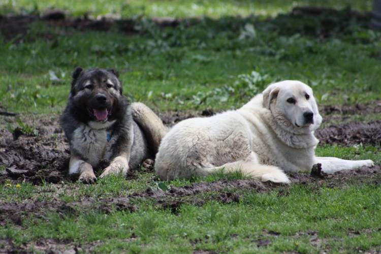Гампр армянский волкодав