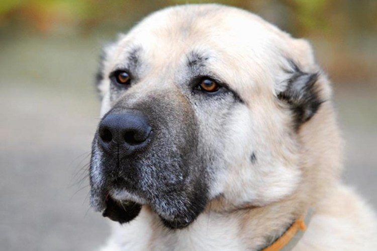 Гампр армянский волкодав