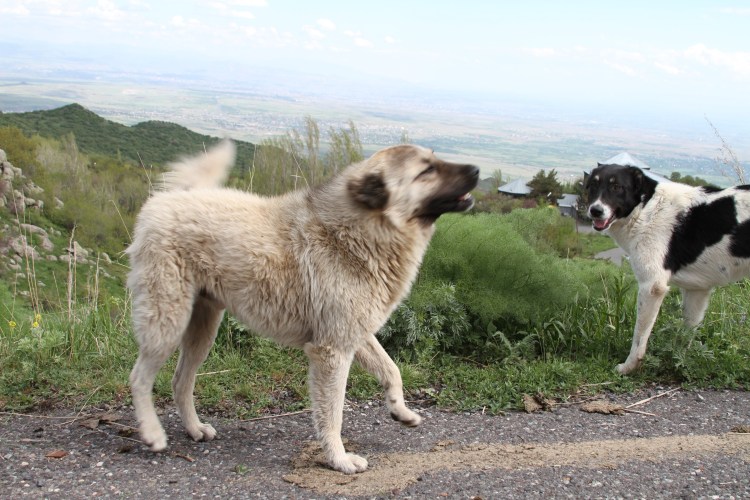 Гампр армянский волкодав черный
