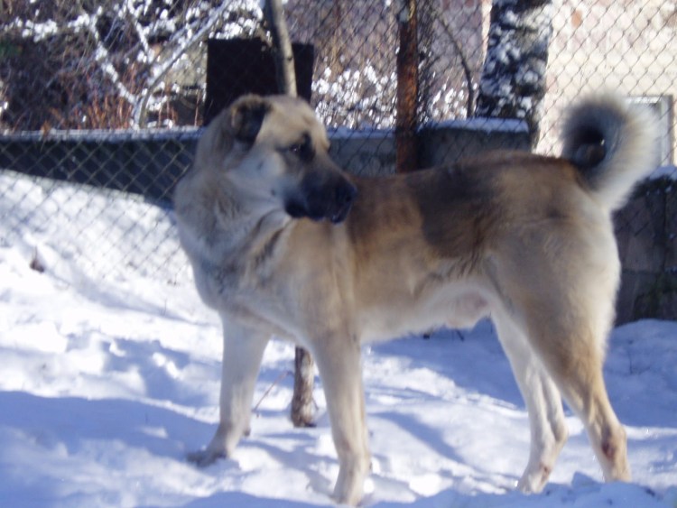 Черный Гампр армянский