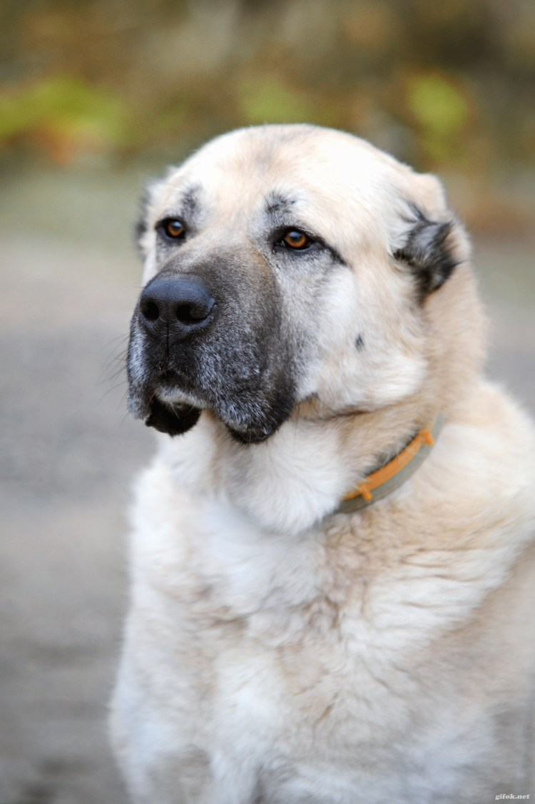Кавказская овчарка армянский Гампр