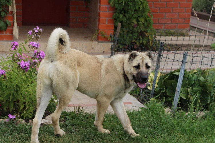 Волкодав собака Гампр