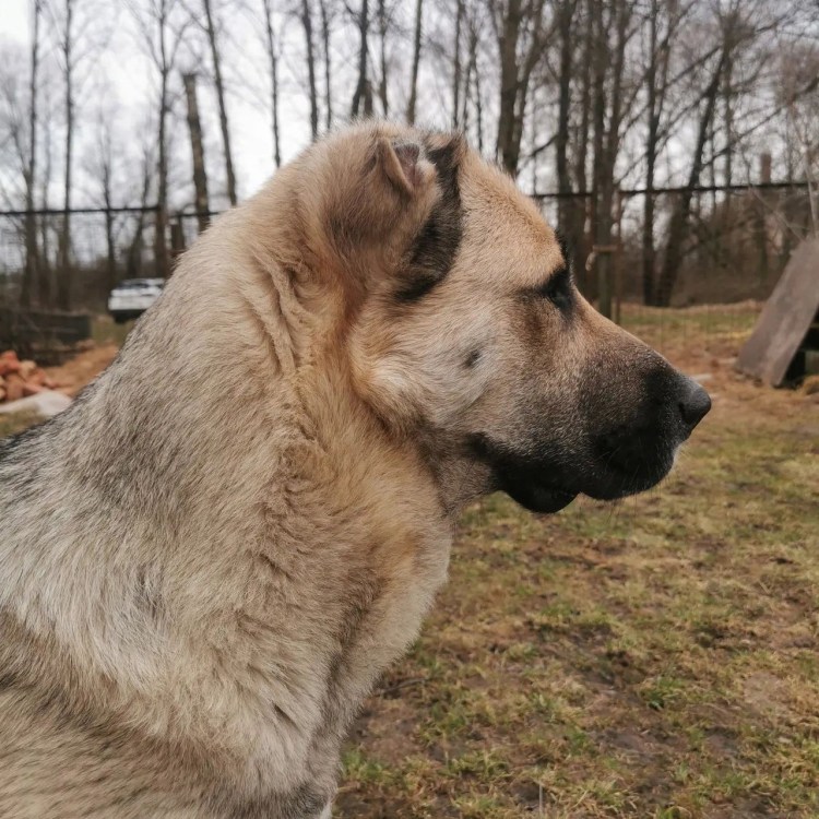 Турецкая овчарка кангал