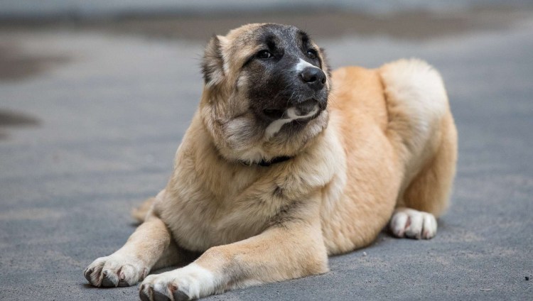 Гарп армянский волкодав