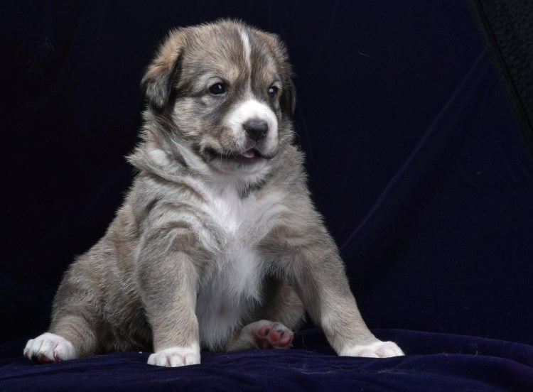 Армянский алабай Гампр