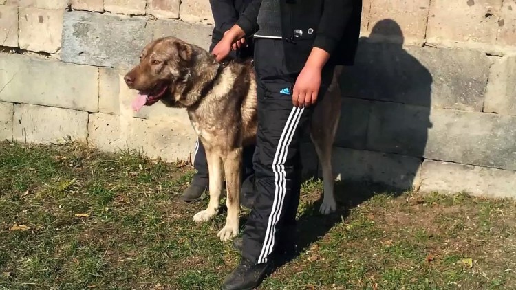 Армянский Гампр злой