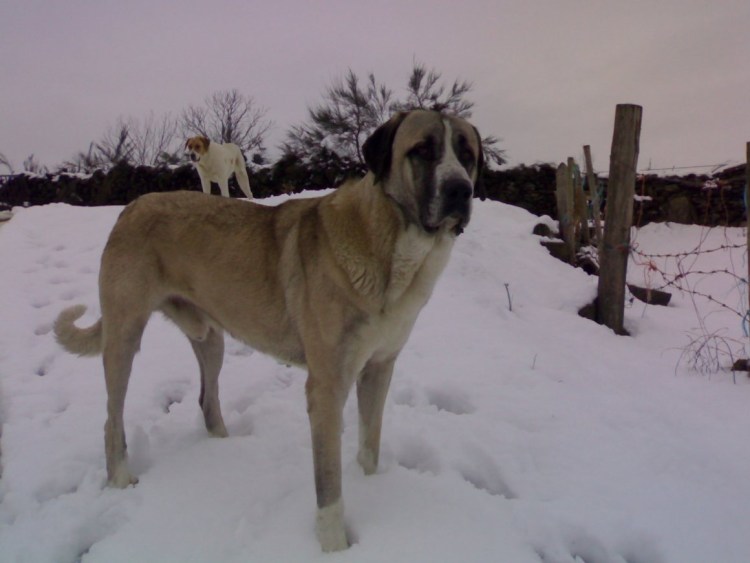 Турецкая овчарка кангал