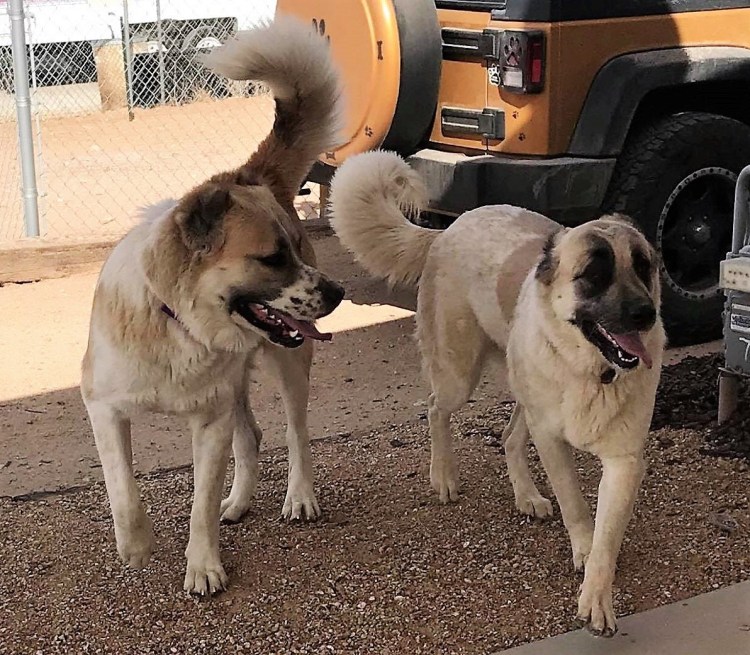 Армянская овчарка