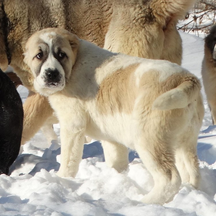 Турецкий алабай кангал
