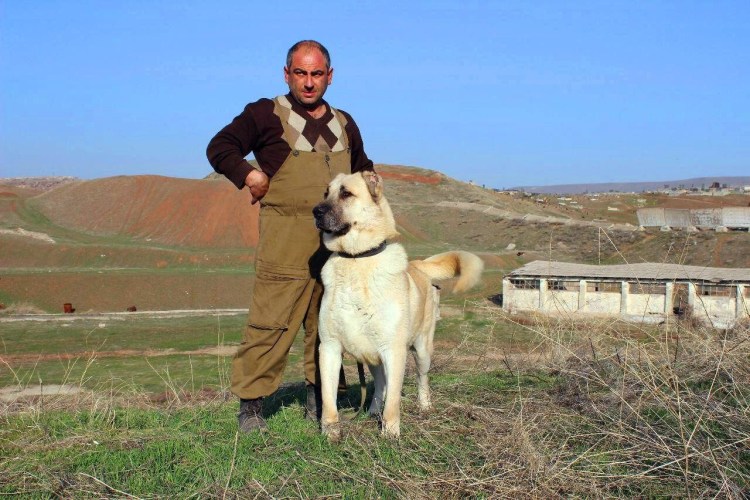 Гампр армянский волкодав