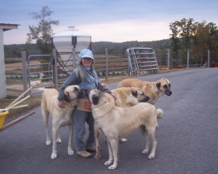 Армянский алабай Гампр