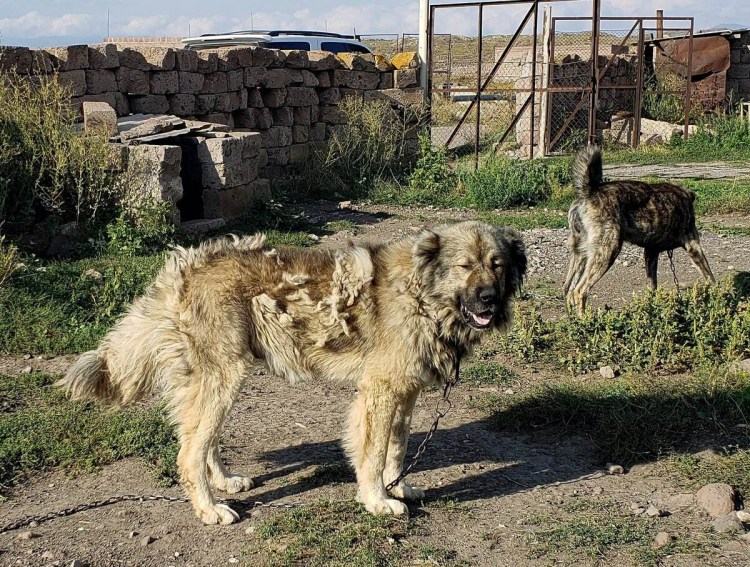Армянский алабай Гампр