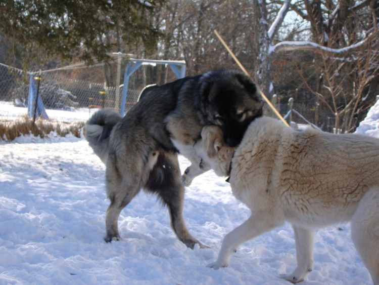 Туркменский волкодав кангал