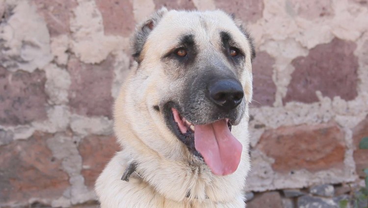 Армянская овчарка Гампр