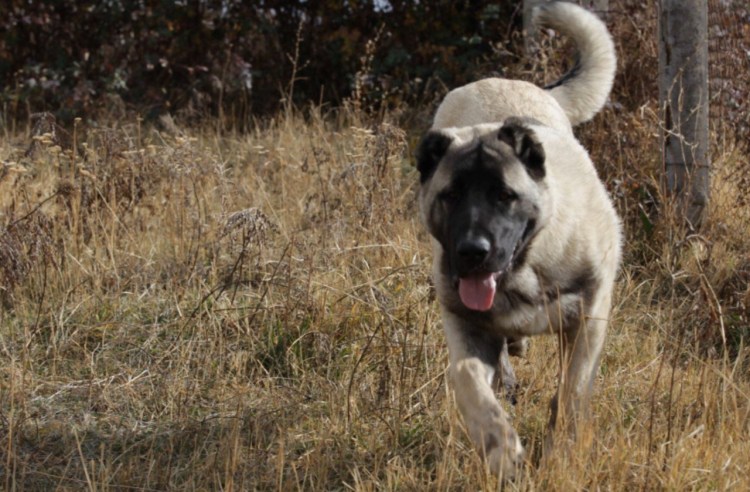 Армянская порода собак Гампр