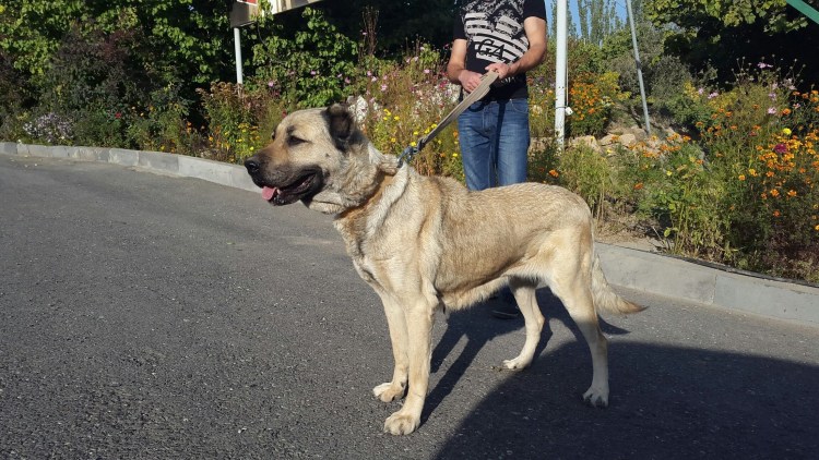 Армянский алабай Гампр