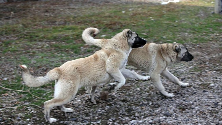 Порода собак аргентинский Гампр