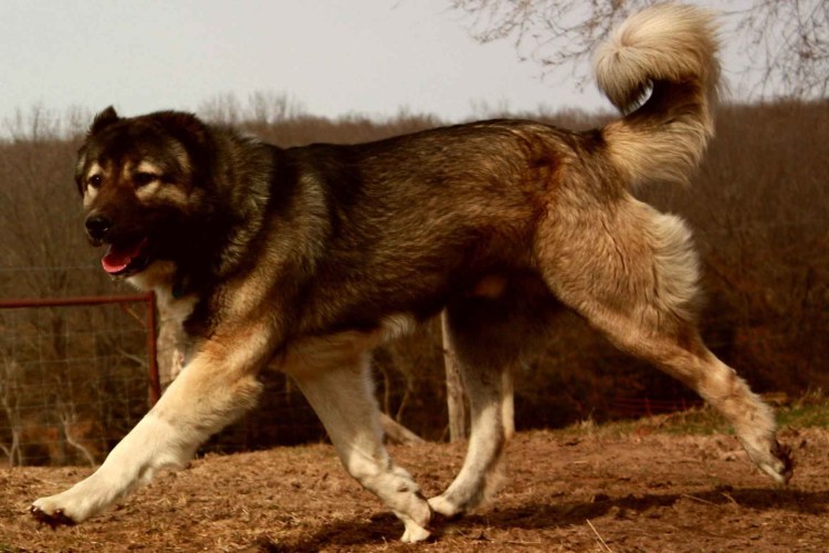 Армянская овчарка Гампр