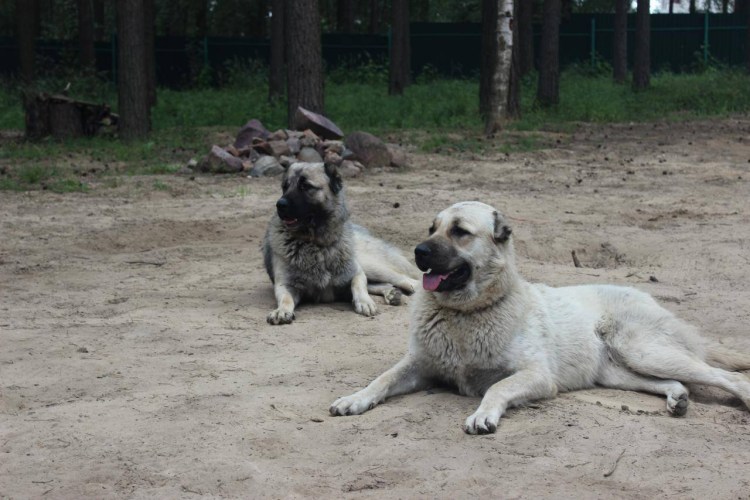 Гурдбасар азербайджанский волкодав