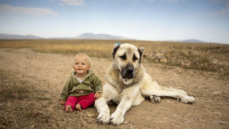 Гампр армянский волкодав