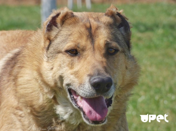 Карпатский волкодав