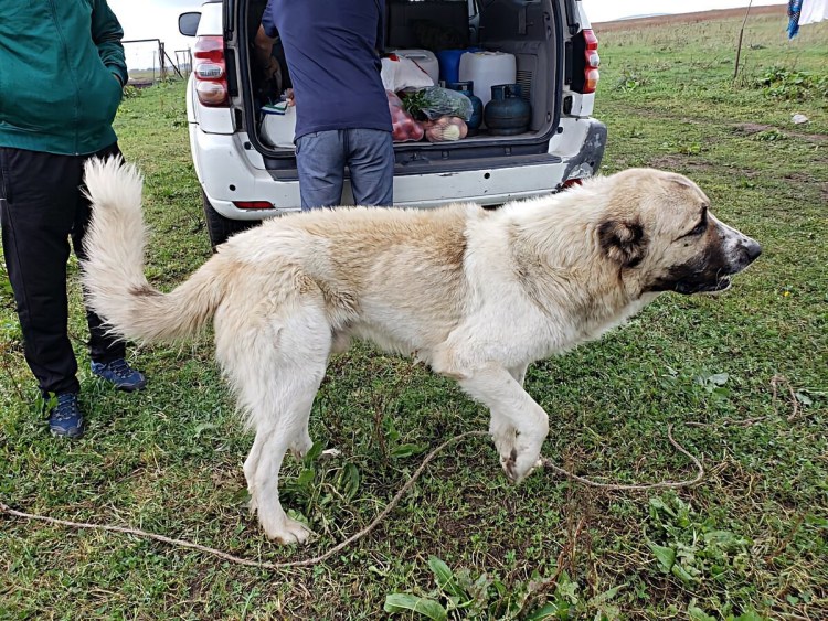 Гампр щенок