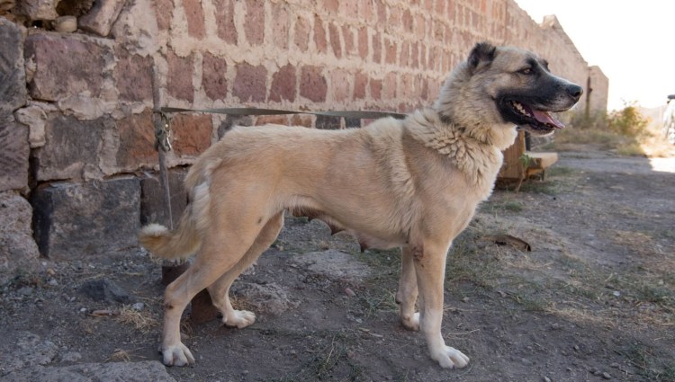 Гампр против кангала