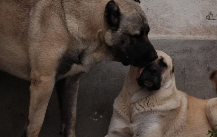 Гампр душман армянский