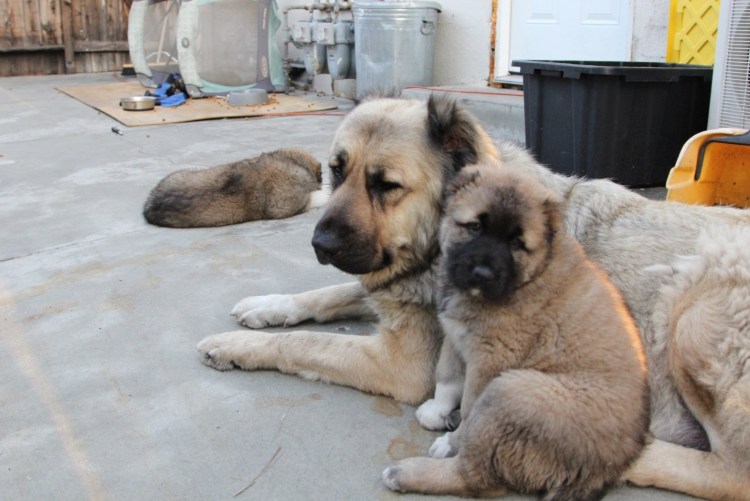 Гампр щенок