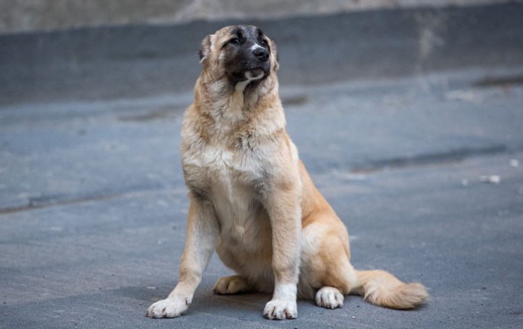 Турецкий кангал и Гампр